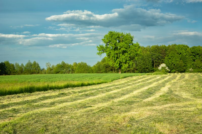 Farm Clearing in Utah County, UT