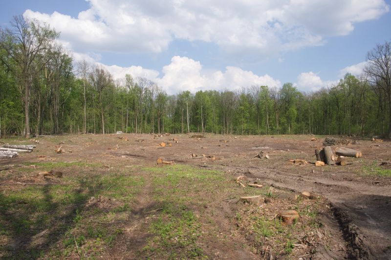 Forestry Clearing in Cumming, GA